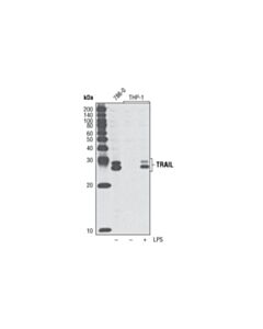 Cell Signaling TRAIL (C92B9) Rabbit mAb 20 uL