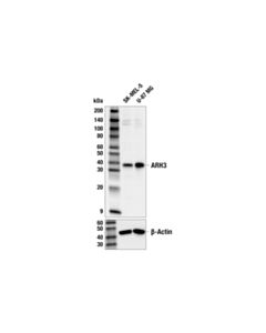 Cell Signaling Arh3 (E8a6g) Rabbit mAb