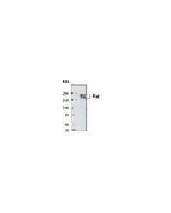 Cell Signaling Ret (C31b4) Rabbit mAb