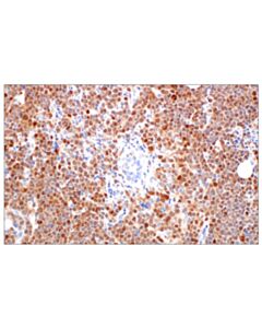 Cell Signaling IRF-8 (F7M3K) Rabbit mAb