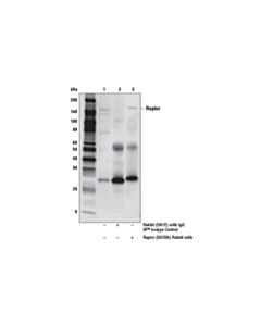 Cell Signaling Phosphoplus Raptor (Ser792) Antibody Duet