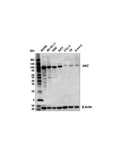 Cell Signaling Jak2 (D2e12) Xp Rabbit mAb