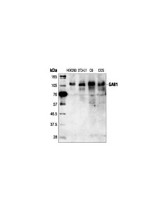 Cell Signaling Gab1 Antibody