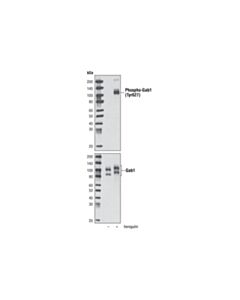 Cell Signaling Phospho-Gab1 (Tyr627) (C32h2) Rabbit mAb