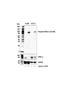 Cell Signaling Phospho-FRS2-α (Tyr196) (F3O8E) Rabbit mAb; 100 µl
