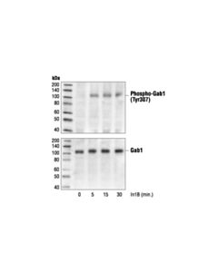 Cell Signaling Phospho-Gab1 (Tyr307) Antibody