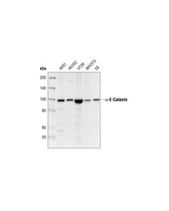 Cell Signaling Alpha-E-Catenin Antibody