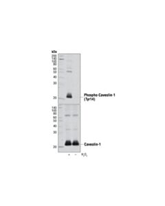 Cell Signaling Phospho-Caveolin-1 (Tyr14) Antibody