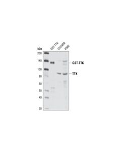Cell Signaling Ttk Antibody