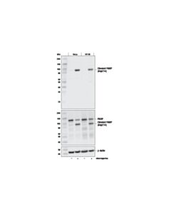 Cell Signaling Cleaved-Parp (Asp214) (E2t4k) Mouse mAb