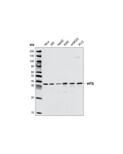 Cell Signaling Eif3j Antibody