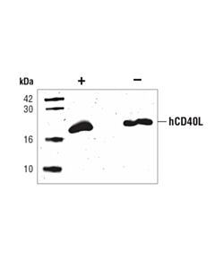 Cell Signaling Human Cd40 Ligand (Hcd40l)