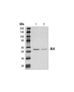 Cell Signaling Blk Antibody