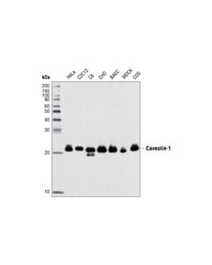 Cell Signaling Caveolin-1 (D46g3) Xp Rabbit mAb