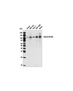 Cell Signaling Notch1 (C44H11) Rabbit mAb 20 uL