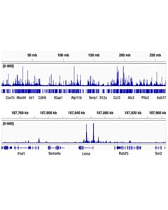 Cell Signaling Phospho-c-Jun (Ser73) (D47G9) Rabbit Monoclonal Antibody