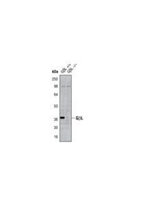 Cell Signaling Gbetal (86b8) Rabbit mAb