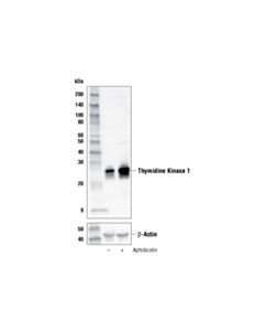 Cell Signaling Aphidicolin