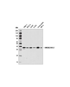 Cell Signaling Hmox2/Ho-2 (D9j9u) Rabbit mAb