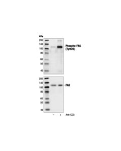 Cell Signaling Phospho-Fak (Tyr925) Antibody