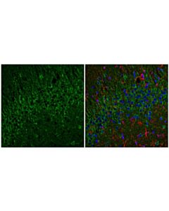 Cell Signaling EEA1 (C45B10) Rabbit Monoclonal Antibody