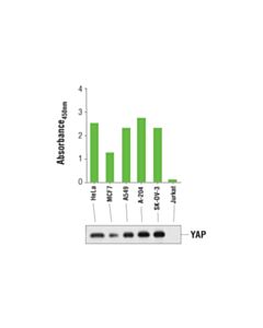 Cell Signaling Pathscan Total Yap Sandwich ELISA Kit