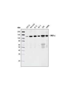 Cell Signaling Ire1alpha (14c10) Rabbit mAb