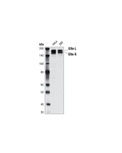 Cell Signaling G9a/Ehmt2 (C6h3) Rabbit mAb