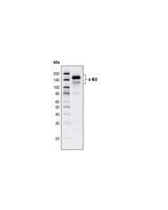 Cell Signaling c-Kit (Ab81) Mouse mAb 20 uL
