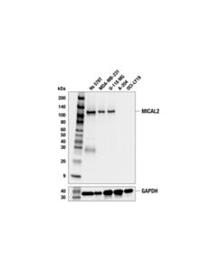 Cell Signaling MICAL2 (F7N1B) Rabbit Monoclonal Antibody