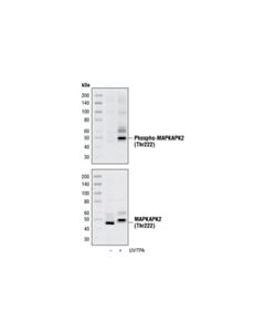 Cell Signaling Phospho-Mapkapk-2 (Thr222
