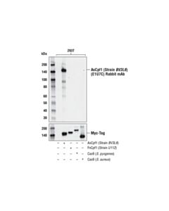 Cell Signaling Ascpf1/Cas12a (Strain Bv3l6 ) (E1u7c) Rabbit mAb (BSA And Azide Free)
