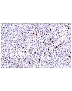 Cell Signaling Mnda (3c1) Rat mAb
