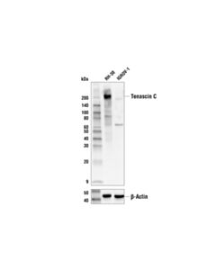 Cell Signaling Tenascin C (E5J3B) Rabbit mAb 20 uL