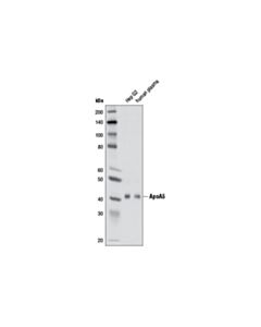 Cell Signaling ApoA5 (2G1H11) Mouse mAb 20 uL