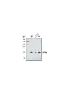 Cell Signaling Ras (27h5) Rabbit mAb