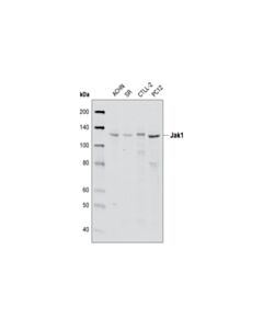 Cell Signaling Jak1 (6g4) Rabbit mAb