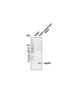 Cell Signaling ApoA1 (5F4) Mouse mAb 20 uL