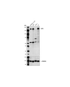 Cell Signaling Utx (D3q1i) Rabbit mAb