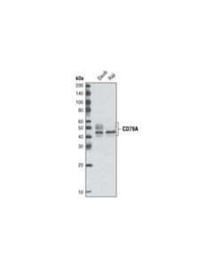 Cell Signaling Cd79a Antibody
