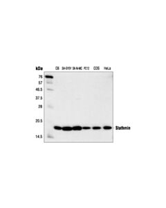 Cell Signaling Stathmin Antibody