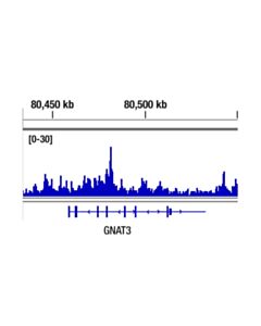 Cell Signaling Di-Methyl-Histone H3 (Lys36) (C75H12) Rabbit mAb (ChIP Formulated) 20 uL