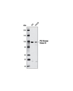 Cell Signaling Pi3 Kinase Class Iii (D4e2) Rabbit mAb