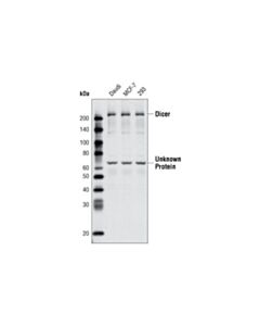 Cell Signaling Dicer Antibody