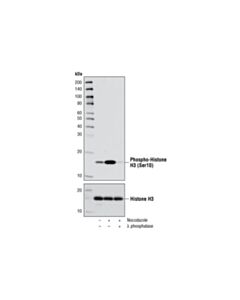 Cell Signaling Phospho-Histone H3 (Ser10) (D2c8) Xp Rabbit mAb