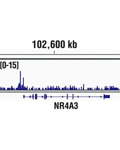 Cell Signaling Pcaf (C14g9) Rabbit mAb