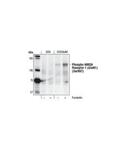 Cell Signaling Phospho-Nmda Receptor 1 (Glun1) (Ser897) Antibody