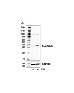 Cell Signaling SLC25A39 (F2F6O) Rabbit mAb