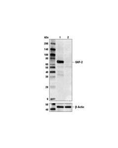 Cell Signaling Shp-2 (D50f2) Rabbit mAb