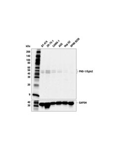 Cell Signaling PHD-1/Egln2 (F7T8H) Rabbit Monoclonal Antibody